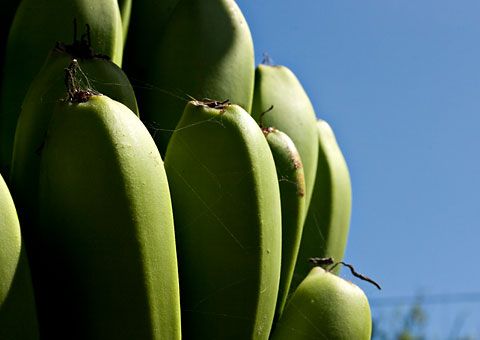 Bananenanbau